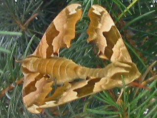 Paarung Lindenschwrmer Mimas tiliae Lime Hawk-moth