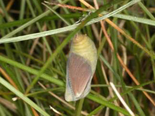 Puppe Groes Wiesenvgelchen Coenonympha tullia Large Heath 