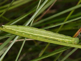 Raupe Groes Wiesenvgelchen Coenonympha tullia Large Heath 