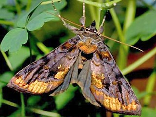 Wiesenrauten-Goldeule Lamprotes c-aureum