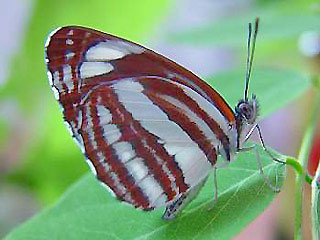 SchwarzbraunerTrauerfalter   Neptis sappho   Common Glider