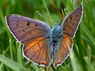 Violetter Feuerfalter Purple-Shot Copper Lycaena alciphron 