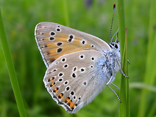 Mnnchen Violetter Feuerfalter Purple-Shot Copper Lycaena alciphron