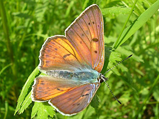 Mnnchen Violetter Feuerfalter Purple-Shot Copper Lycaena alciphron