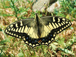 Korsischer Schwalbenschwanz   Papilio hospiton   Corsican Swallowtail