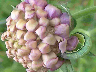 Raupe Antitype chi Chi-Eule Grey Chi