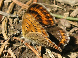 Blauschillernder Feuerfalter Lycaena helle Violett Copper