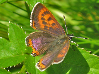 Blauschillernder Feuerfalter Lycaena helle Violett Copper