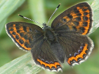 Blauschillernder Feuerfalter Lycaena helle Violett Copper