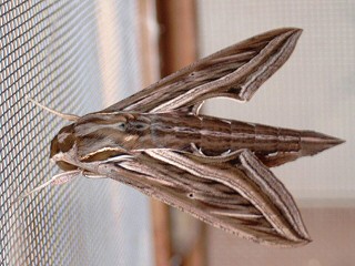 Gro�er Weinschw�rmer Hippotion celerio Silver-striped Hawk-moth