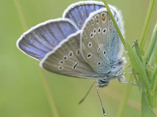 Vogelwicken-Bluling   Polyommatus ( Plebicula ) amandus   Amanda's Blue