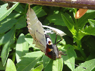 Falter beim Schlupf Parasiten Tagpfauenauge Inachis io Peacock