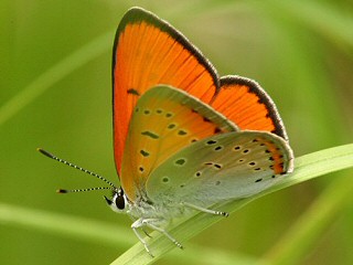 Mnnchen Groer Feuerfalter Lycaena dispar Large Copper (21655 Byte)