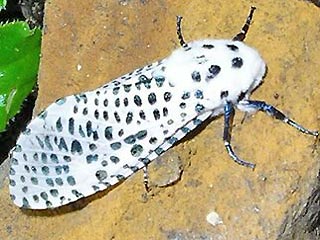 Blausieb Zeuzera pyrina Leopard Moth