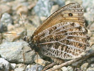 Gletscherfalter Oeneis glacialis Alpine Grayling