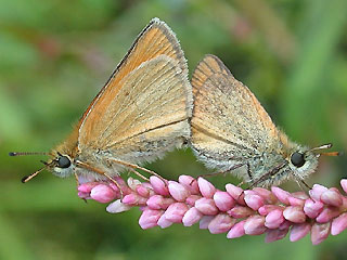 Paarung Schwarzkolbiger Braun-Dickkopffalter Thymelicus lineola Essex Skipper