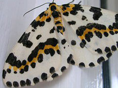 Schmetterling des Jahres 2014  Wolfsmilchschw�rmer  Walter Sch�n