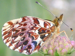 Natterwurz-Perlmutterfalter  Boloria titania