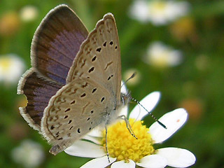 Zizeeria knysna African Grass Blue Teneriffa Fuerteventura Gran Canaria Lanzarote La Palma La Gomera El Hierro