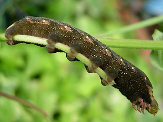 Raupe Gro�er Weinschw�rmer Hippotion celerio Silver-striped Hawk-moth