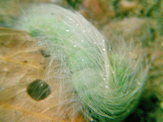 Raupe Acronicta leporina Pudel Woll-Rindeneule The Miller
