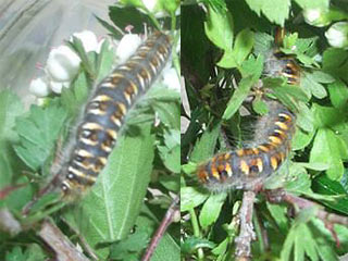 Raupen Weidornspinner Trichiura crataegi Pale Eggar