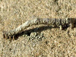 Raupe Campaea margaritata Light Emerald Perlglanzspanner