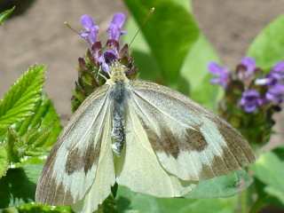 Kanaren-Weiling Pieris cheiranthi  Canary Islands Large White