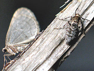 Pärchen Kleiner Frostspanner   Operophtera brumata   Winter Moth