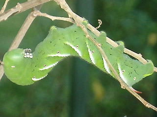 Manduca sexta, tobacco hornworm, Tabakschwrmer