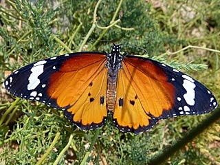 Afrikanischer Monarch  Danaus chrysippus  Plain Tiger