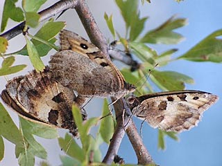 Berghexe   Chazara briseis  The Hermit