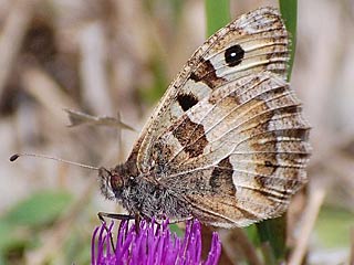 Berghexe   Chazara briseis  The Hermit