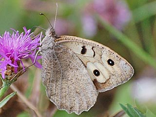Berghexe   Chazara briseis  The Hermit