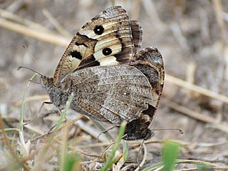 Berghexe   Chazara briseis  The Hermit