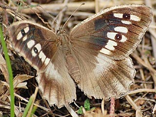 Berghexe   Chazara briseis  The Hermit
