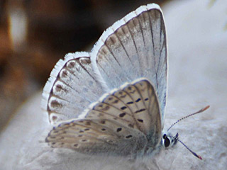 Polyommatus hispana  Provence Chalk-hill Blue