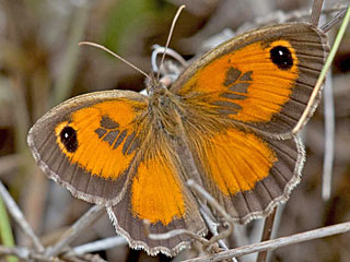 Pyronia cecilia Sdliches Ochsenauge Southern Gatekeeper