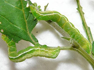 Schafgarben-Silbereule Macdunnoughia confusa  Dewick's Plusia