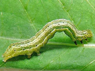 Schafgarben-Silbereule Macdunnoughia confusa  Dewick's Plusia