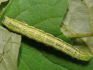 Schafgarben-Silbereule Macdunnoughia confusa  Dewick's Plusia