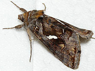 Schafgarben-Silbereule Macdunnoughia confusa  Dewick's Plusia
