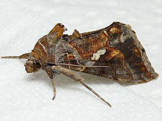Schafgarben-Silbereule Macdunnoughia confusa  Dewick's Plusia