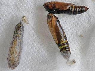 Schafgarben-Silbereule Macdunnoughia confusa  Dewick's Plusia
