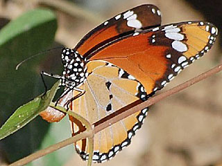 Afrikanischer Monarch  Danaus chrysippus  Plain Tiger