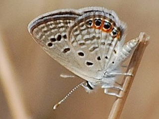 Chilades trochylus  Grass Jewel