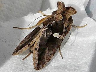 Schafgarben-Silbereule Macdunnoughia confusa  Dewick's Plusia