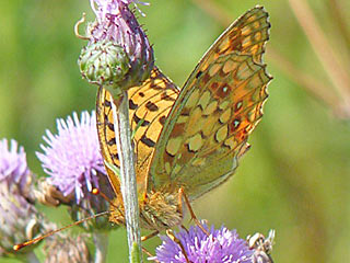  Feuriger Perlmutterfalter Mrzveilchen-Perlmutterfalter Argynnis adippe Fabriciana  High Brown Fritillary