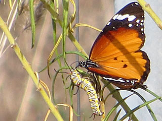 Afrikanischer Monarch  Danaus chrysippus  Plain Tiger