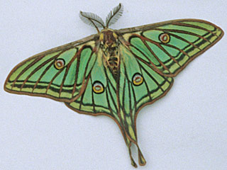 Graellsia isabellae  Isabellaspinner  Spanish Moon Moth